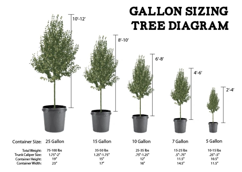 Nursery Container Tree Tree Pot Sizes Large Pots For Trees